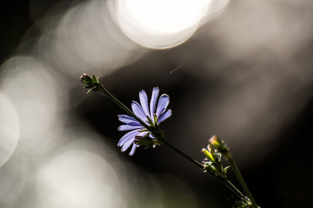 Bokeh