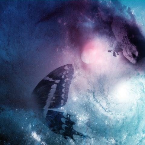 METAMORPHOSIS