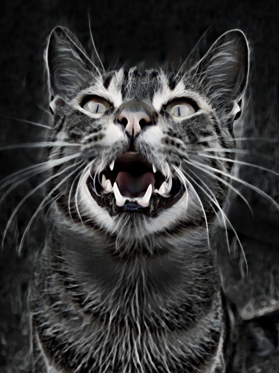 gatto che miagola fume'
