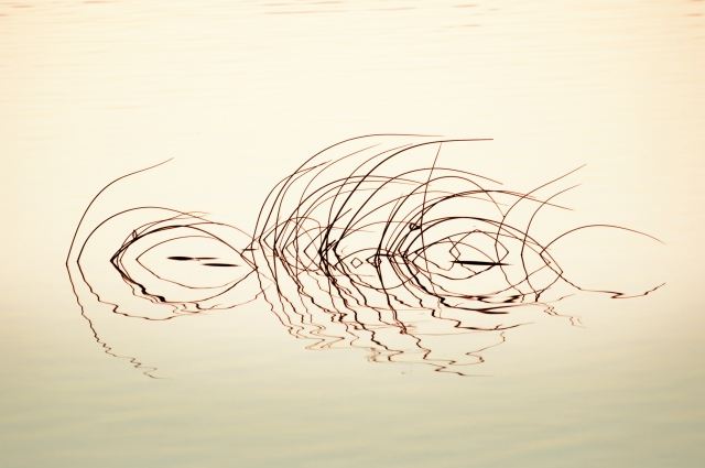 Distorsioni