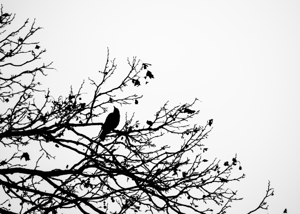Contrasti nel cielo