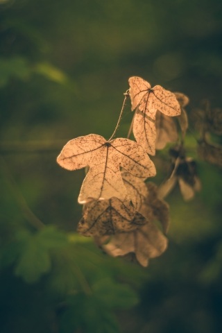 Autunno in cornice