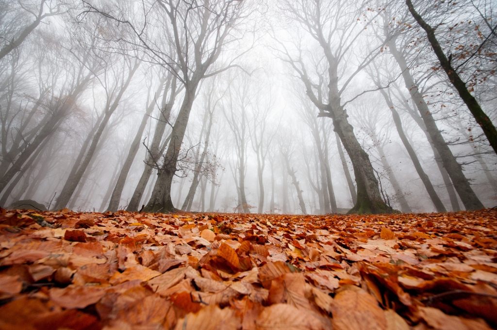 La nebbia nel bosco incantato