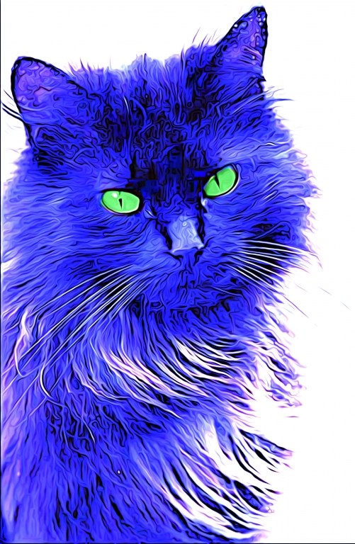 Gatto Blu
