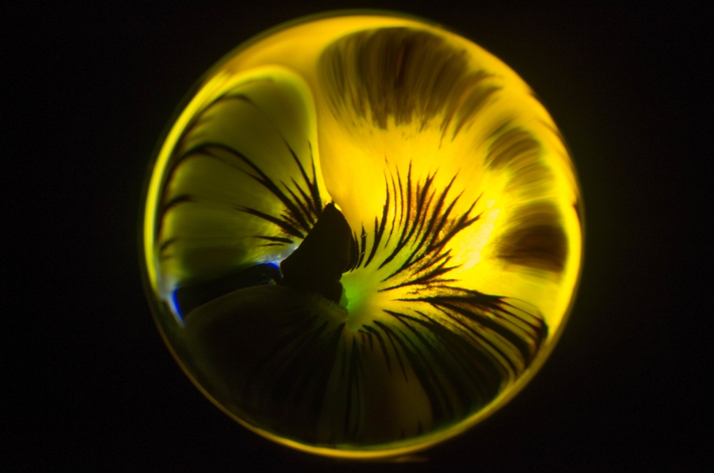 Dentro un fiore giallo
