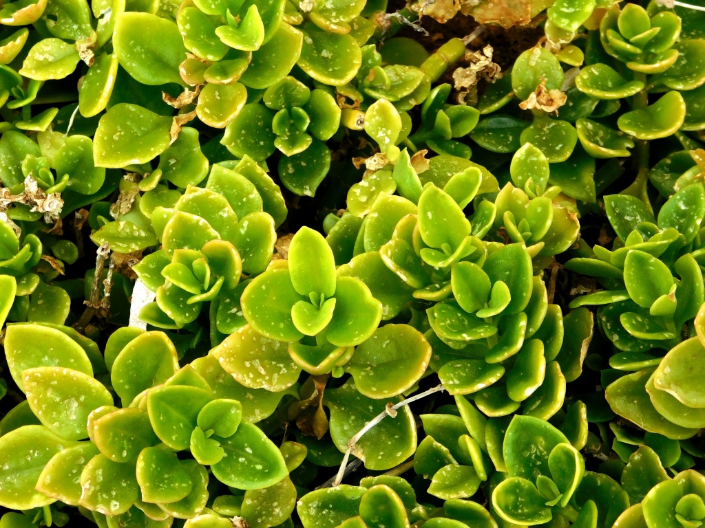 texture of plants