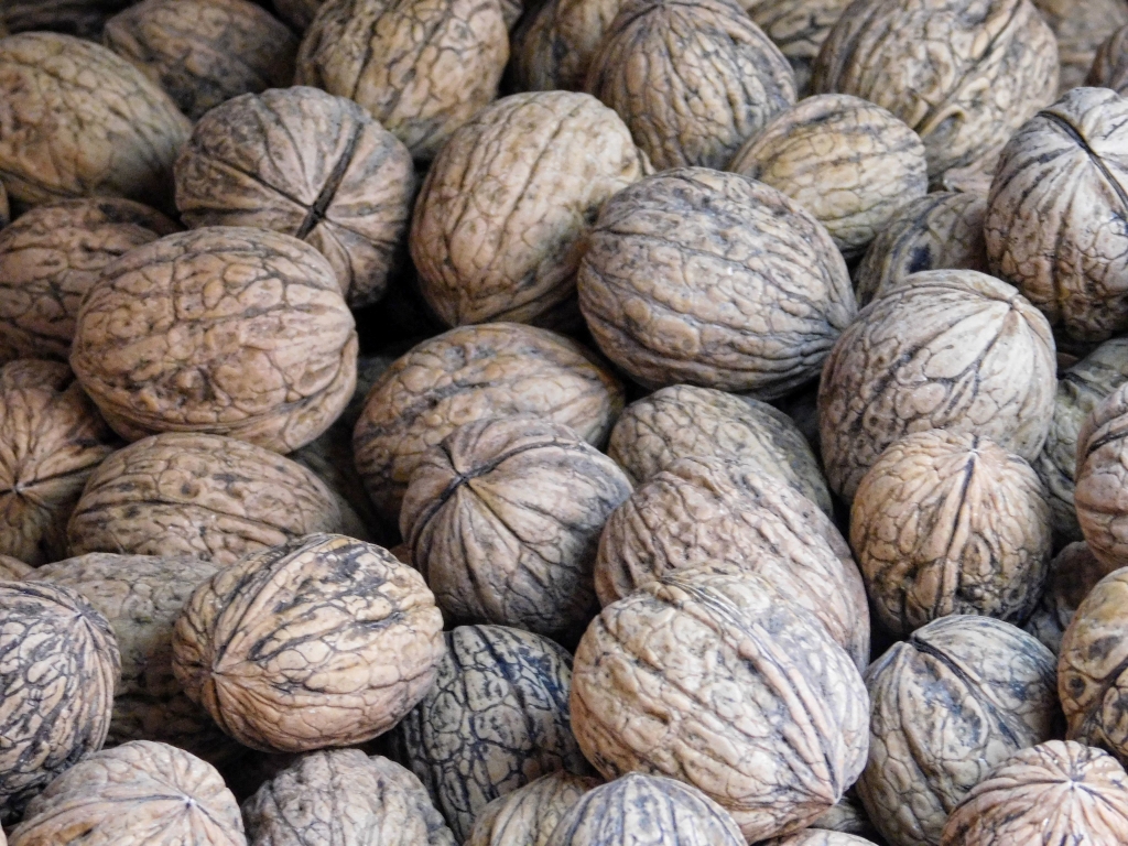 texture of walnuts with shell