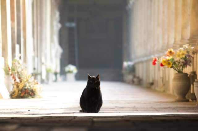 Black cat