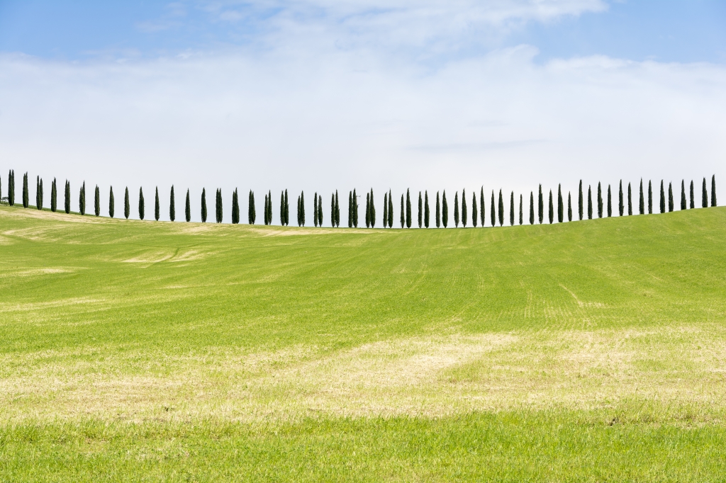 Cypress in Tuscany