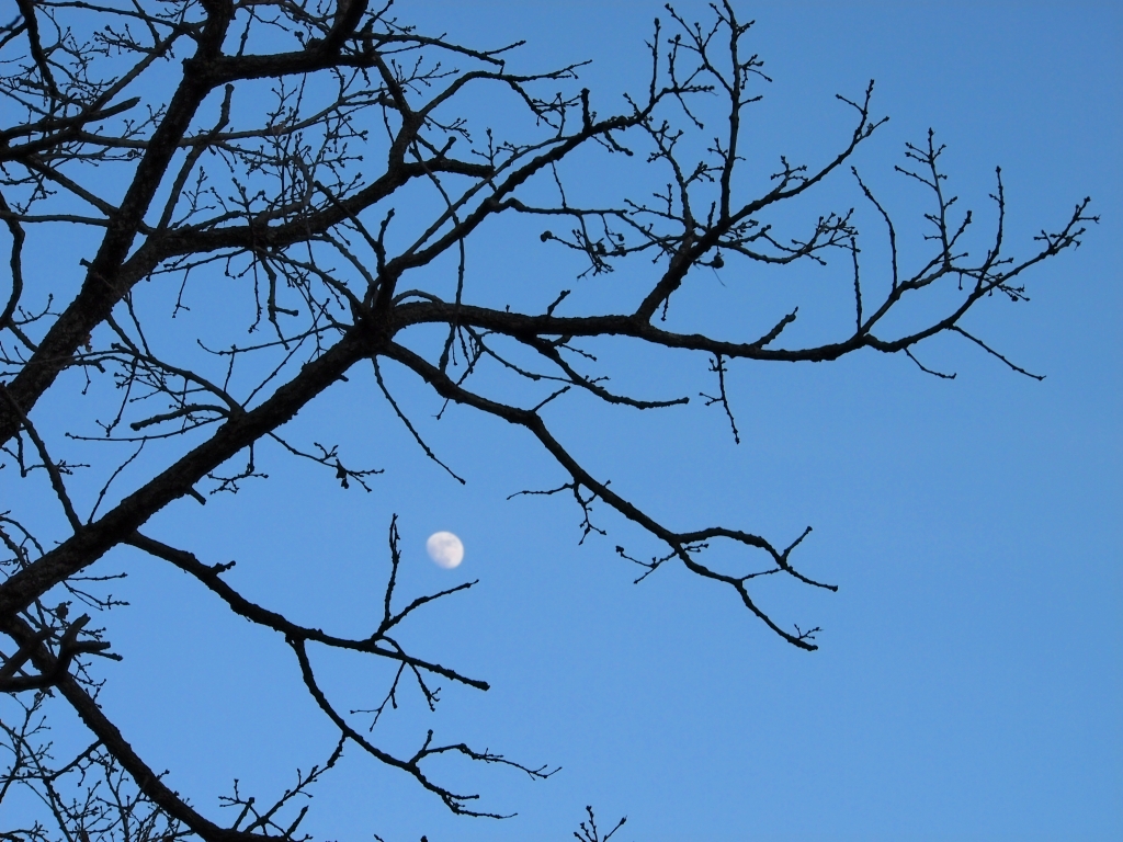 Luna diurna