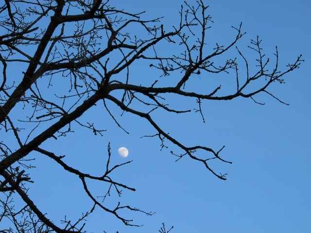 Luna diurna