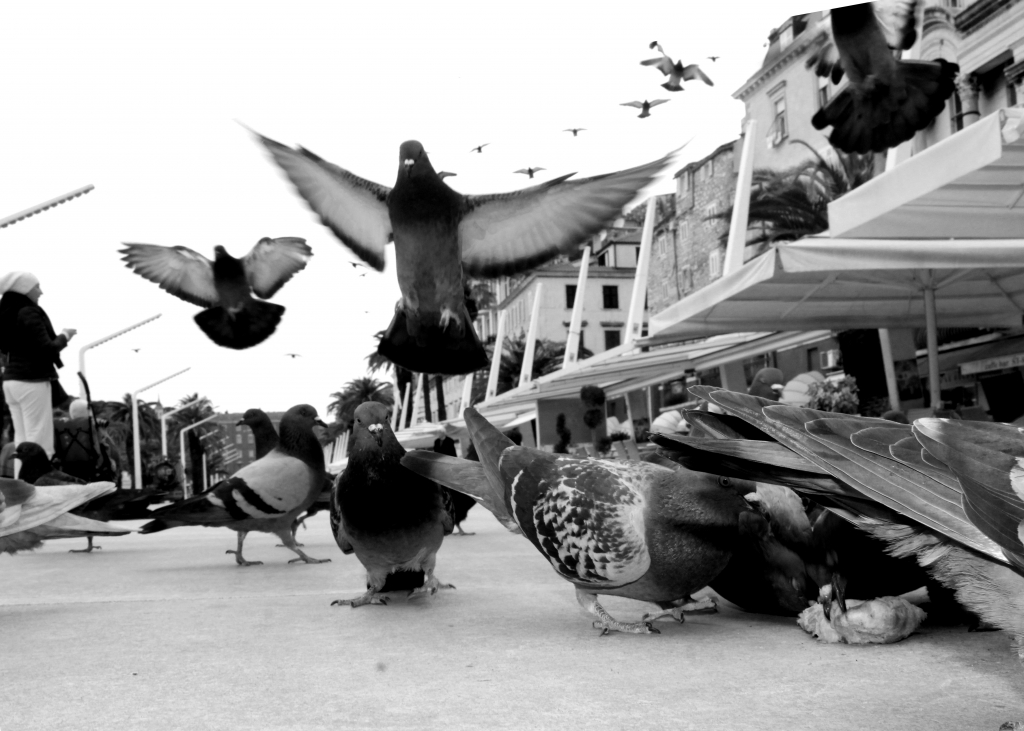 the pigeons