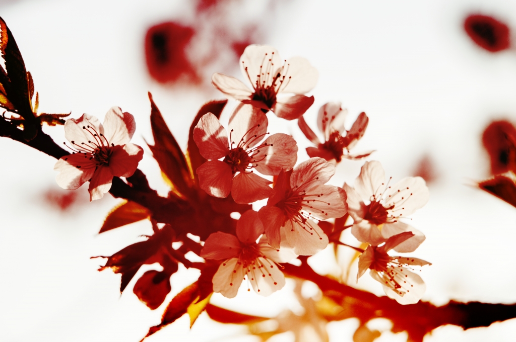 Primavera