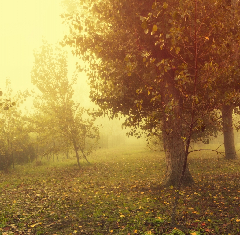 Forever Autumn