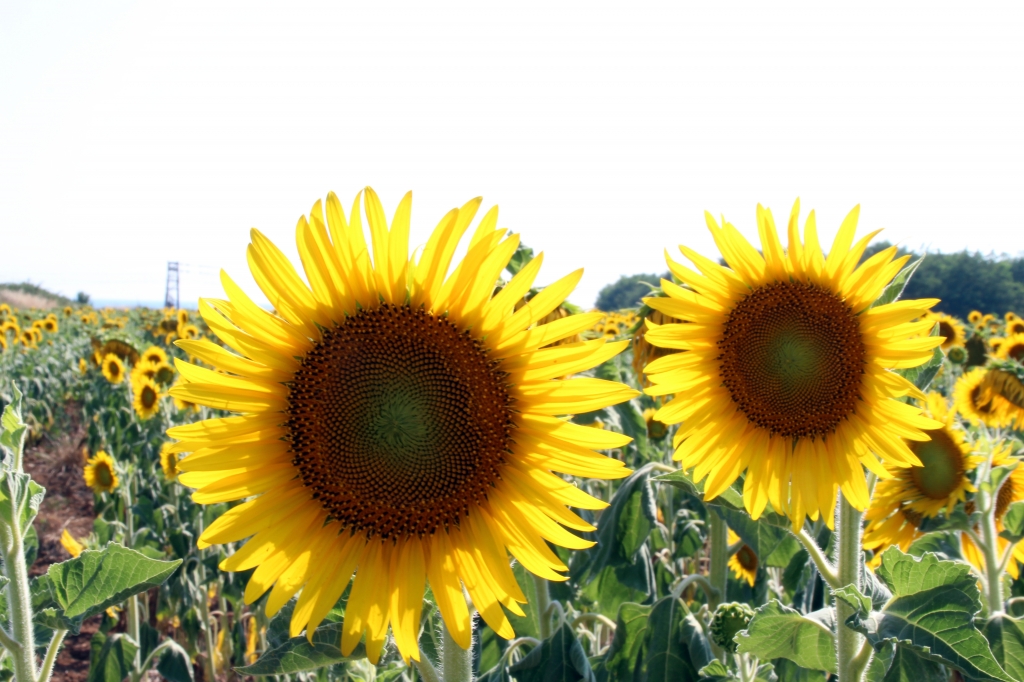 coppia girasoli
