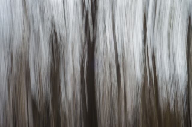 pennellate di bosco · gaetaf