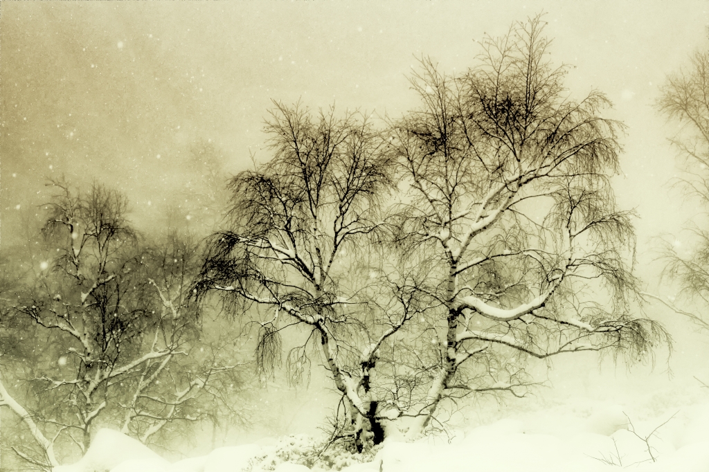 Neve sulle betulle.