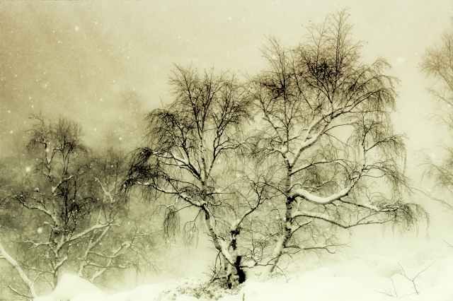 Neve sulle betulle. · silbongia
