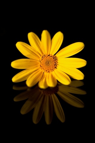 Margerita · marioecora