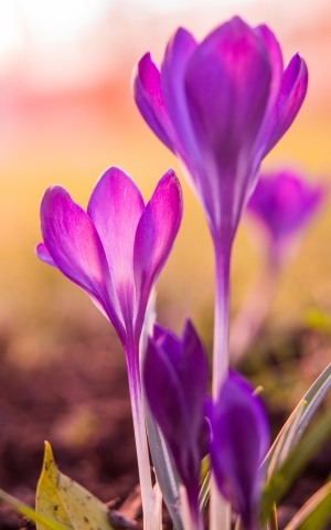 Crocus fioriti