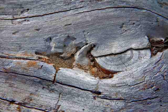 Le linee del legno 9