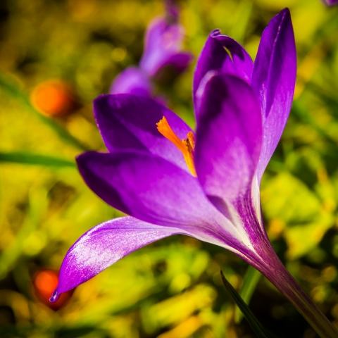 Petali di crocus