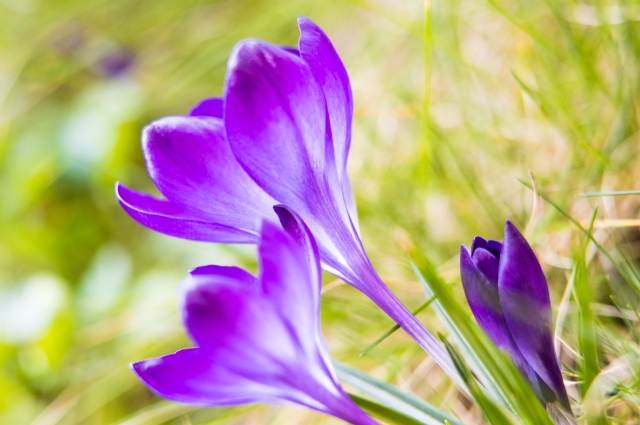 Coloratissimi Crocus