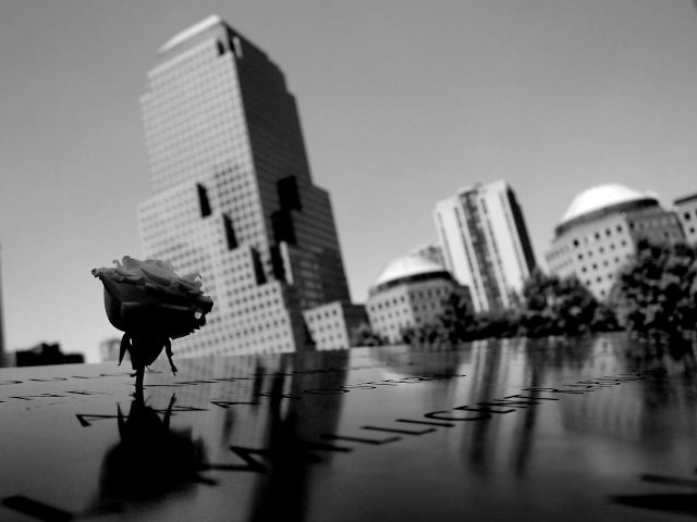 Una rosa nel cemento
