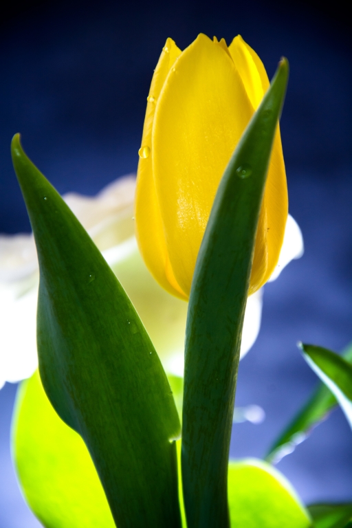 Tulipano giallo