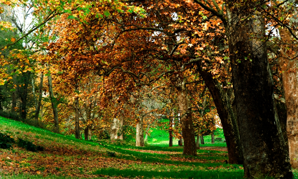 Viale alberato