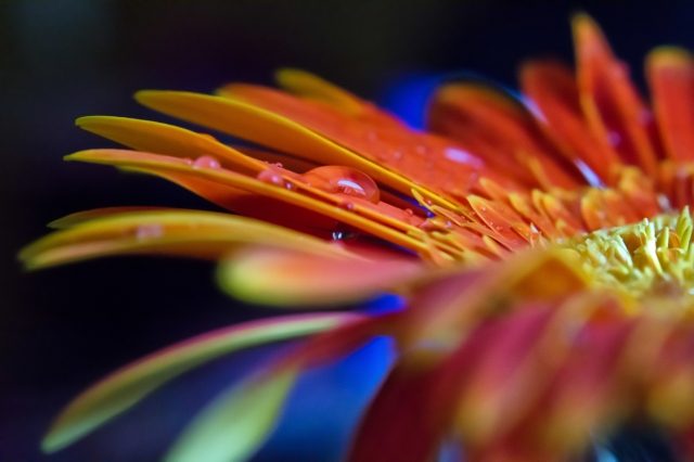 Gerbera.