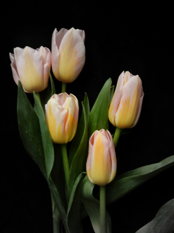 Tulipes flamandes