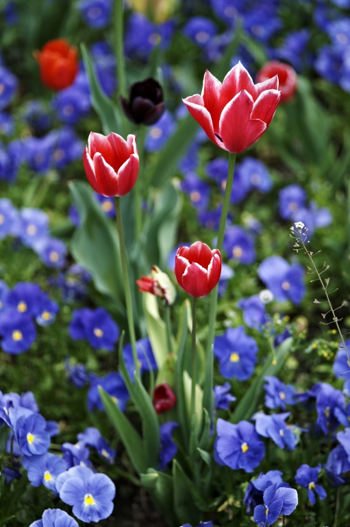 Tulipani