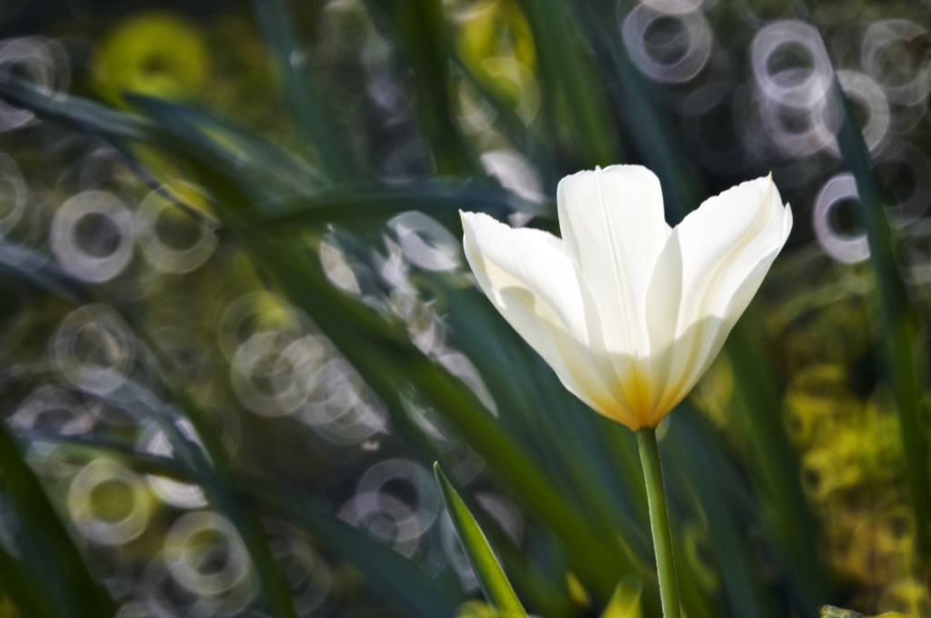 Il tulipano bianco