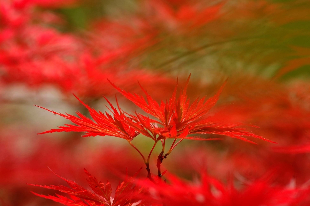 Le foglie rosse