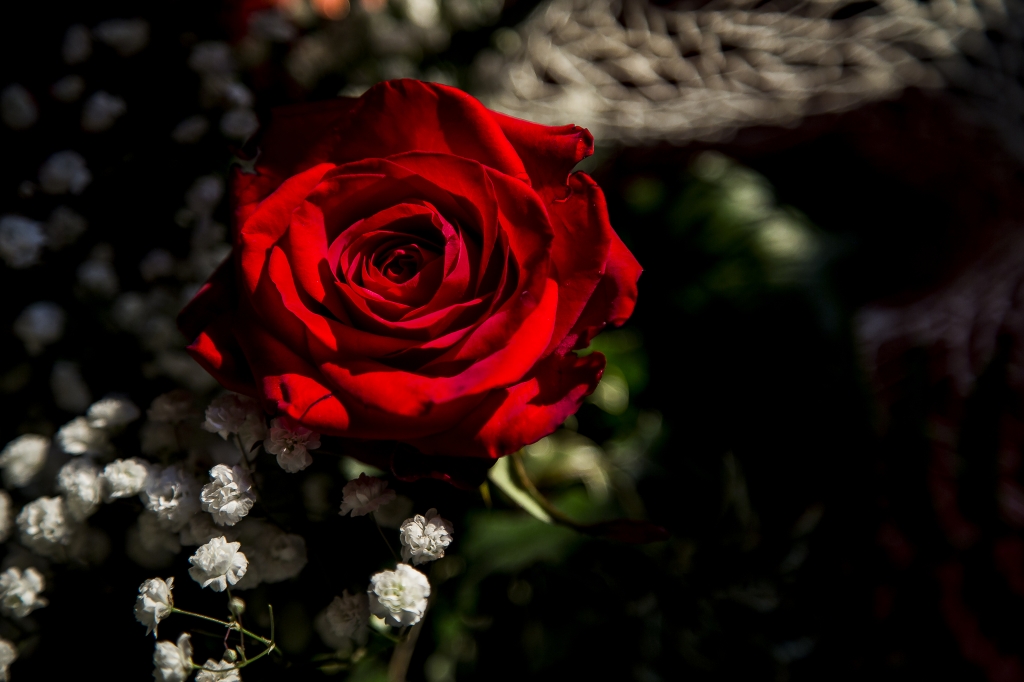 Rosa