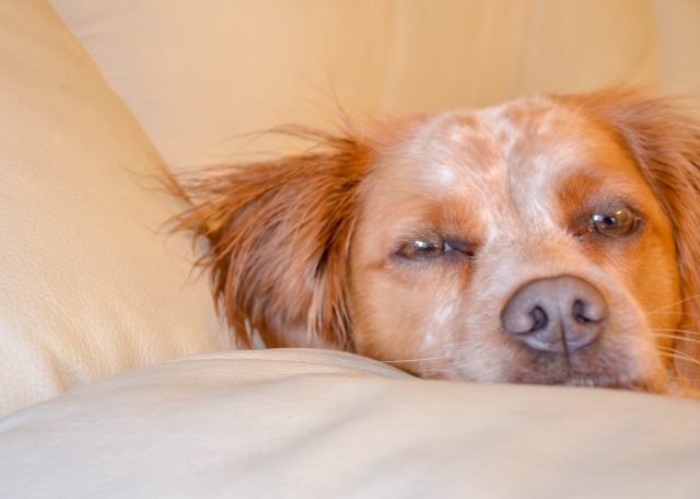 Ritratto di tenero cucciolo di Breton