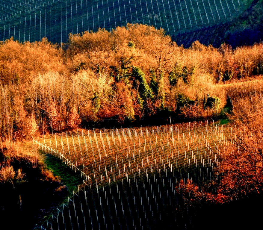 Vigneti e Langhe in autunno