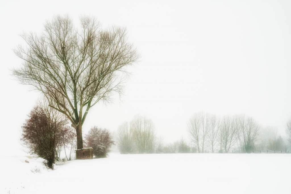 2018, snowy landscape in color with hare