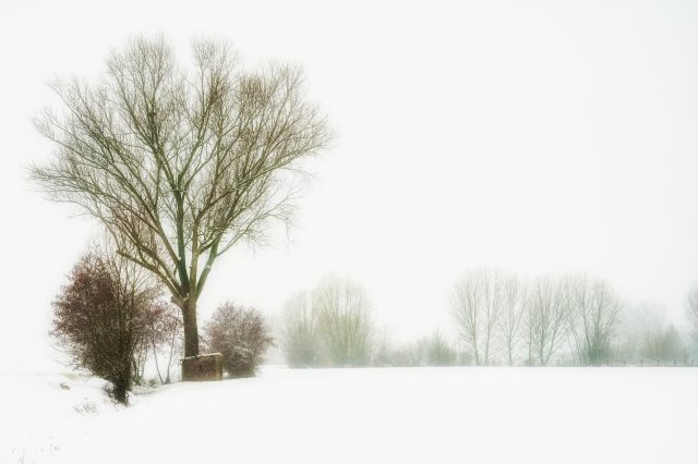 2018, snowy landscape in color with hare