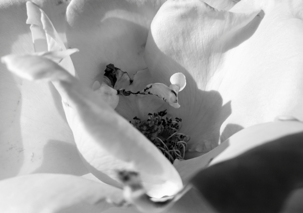 Il cuore di una rosa