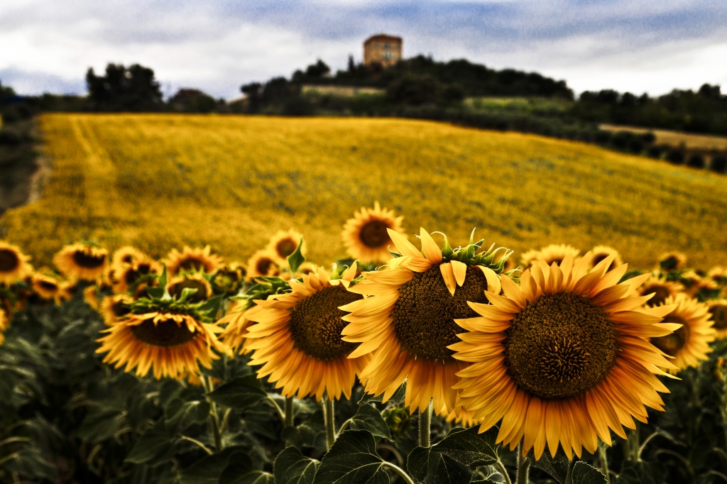 LA GIALLA COLLINA