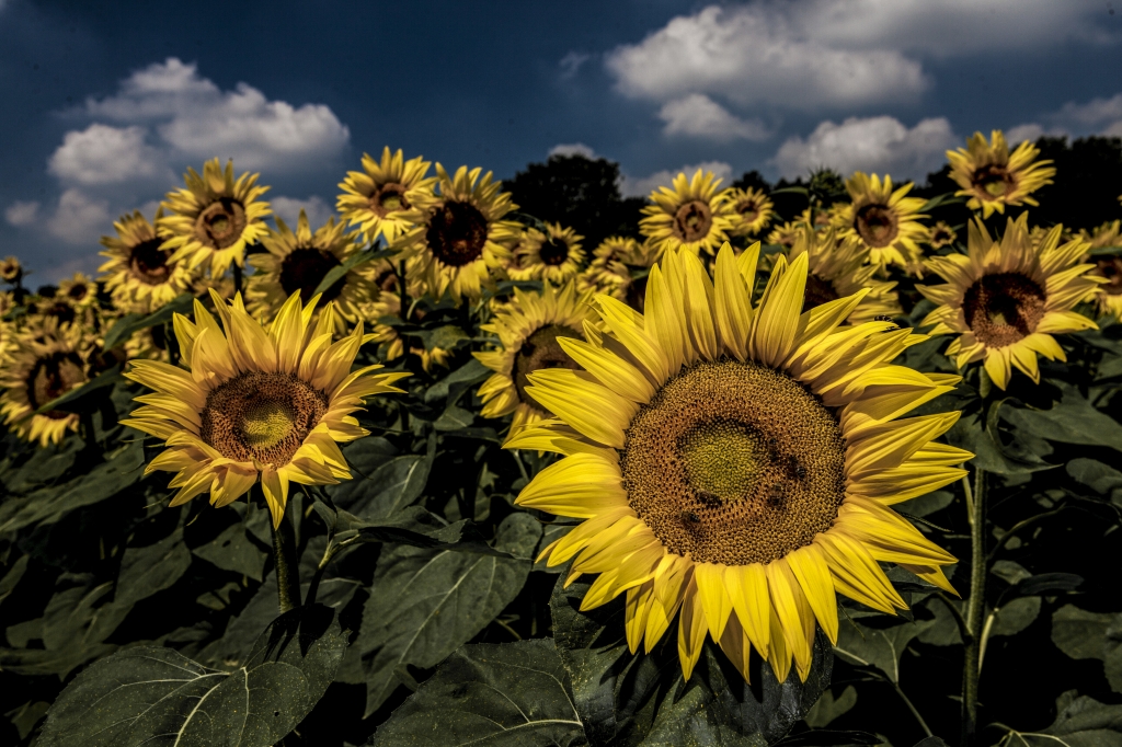 PETALI E NUVOLE