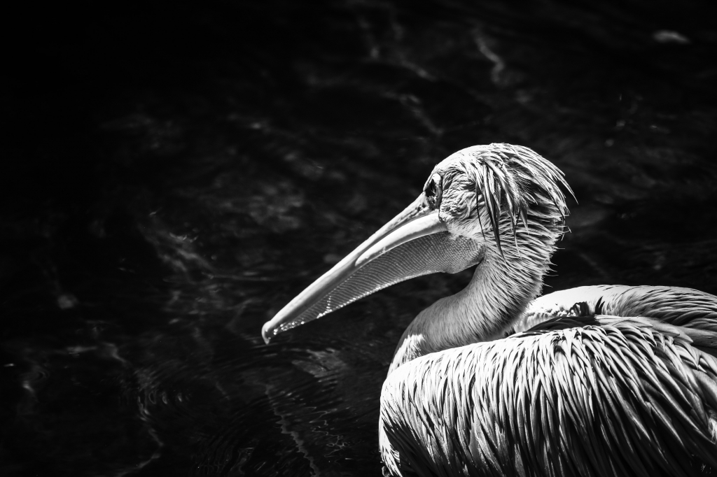 Foto Bianco e Nero