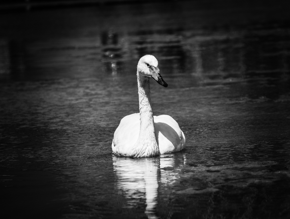 Cigno