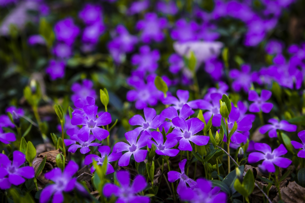 Campanule