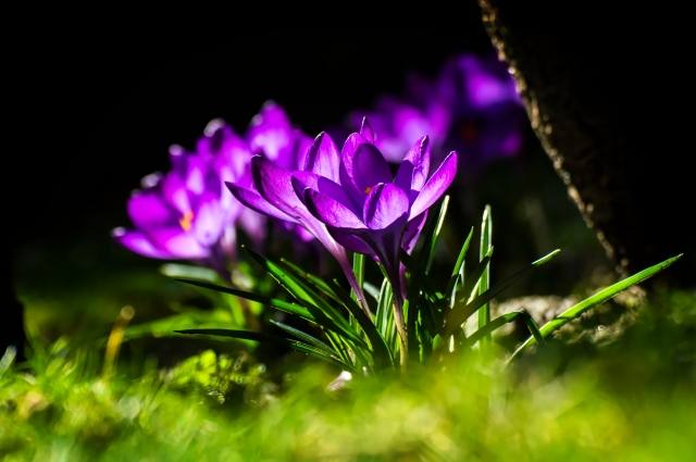 Crocus in fiore