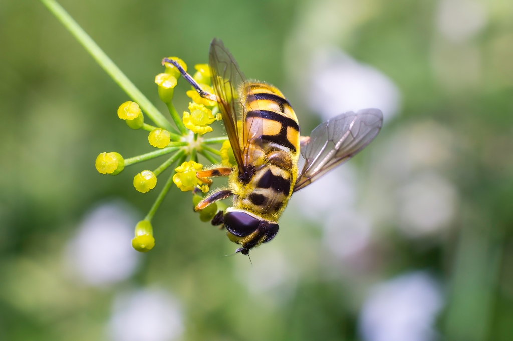 Ape Gialla su fiore