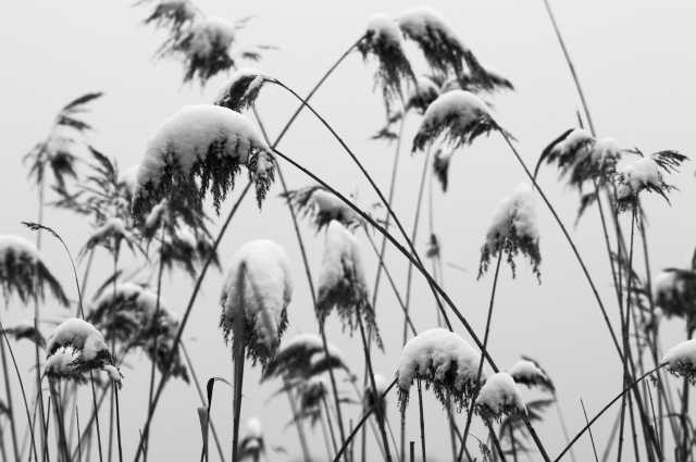 Canneto innevato