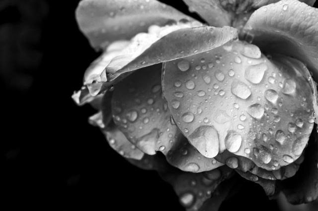 Drops